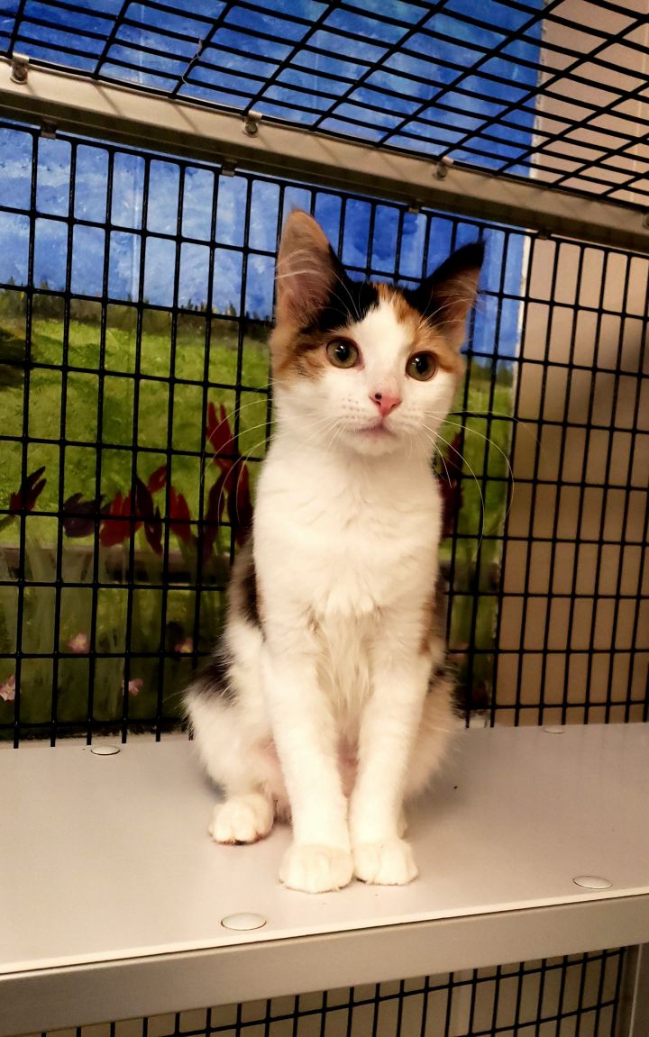 Cat For Adoption Indie Mvp A Domestic Short Hair Calico Mix