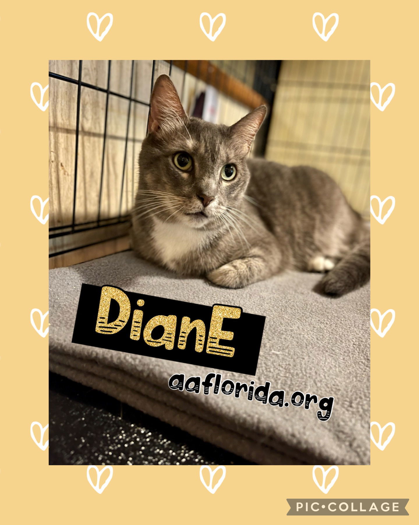 Diane, an adoptable Tabby, Domestic Short Hair in Pensacola, FL, 32534 | Photo Image 1