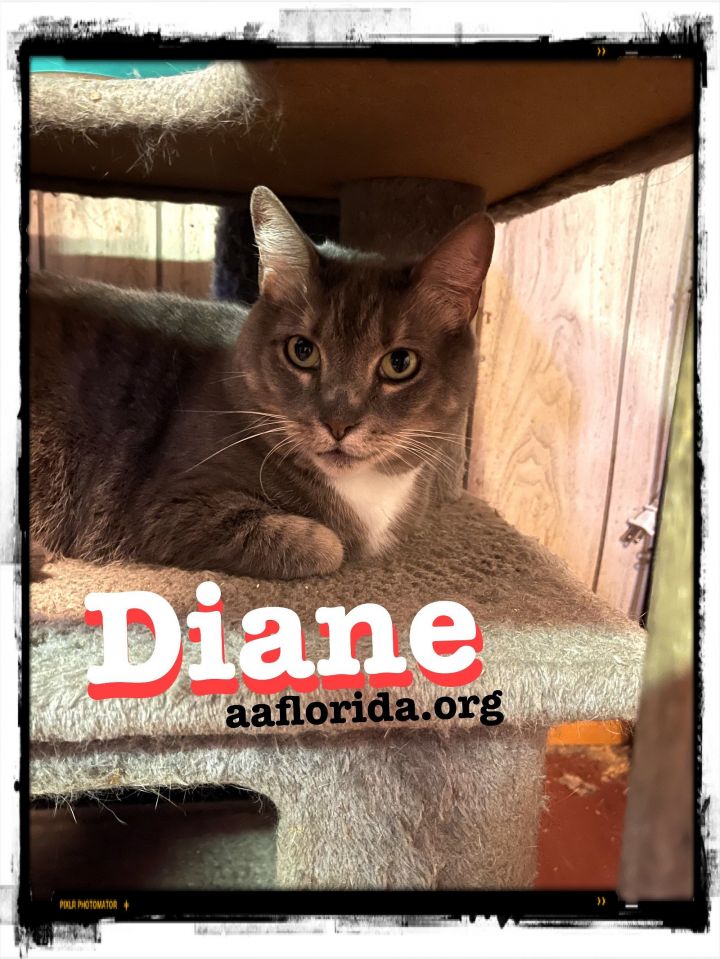 Diane, an adoptable Tabby & Domestic Short Hair Mix in Pensacola, FL_image-2