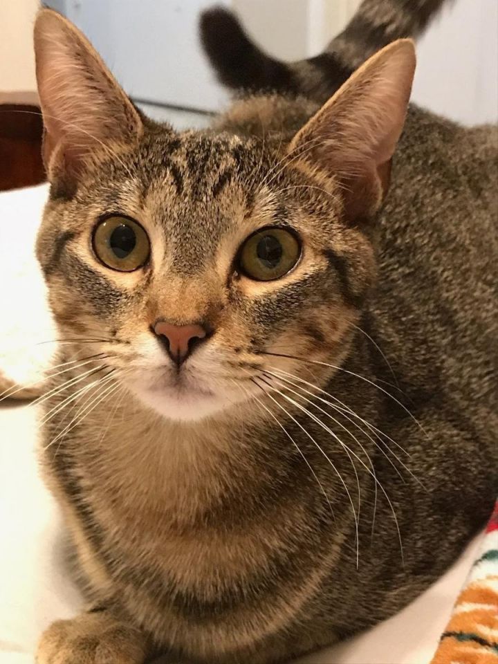 Annie V., an adoptable Tabby in Plano, TX_image-1