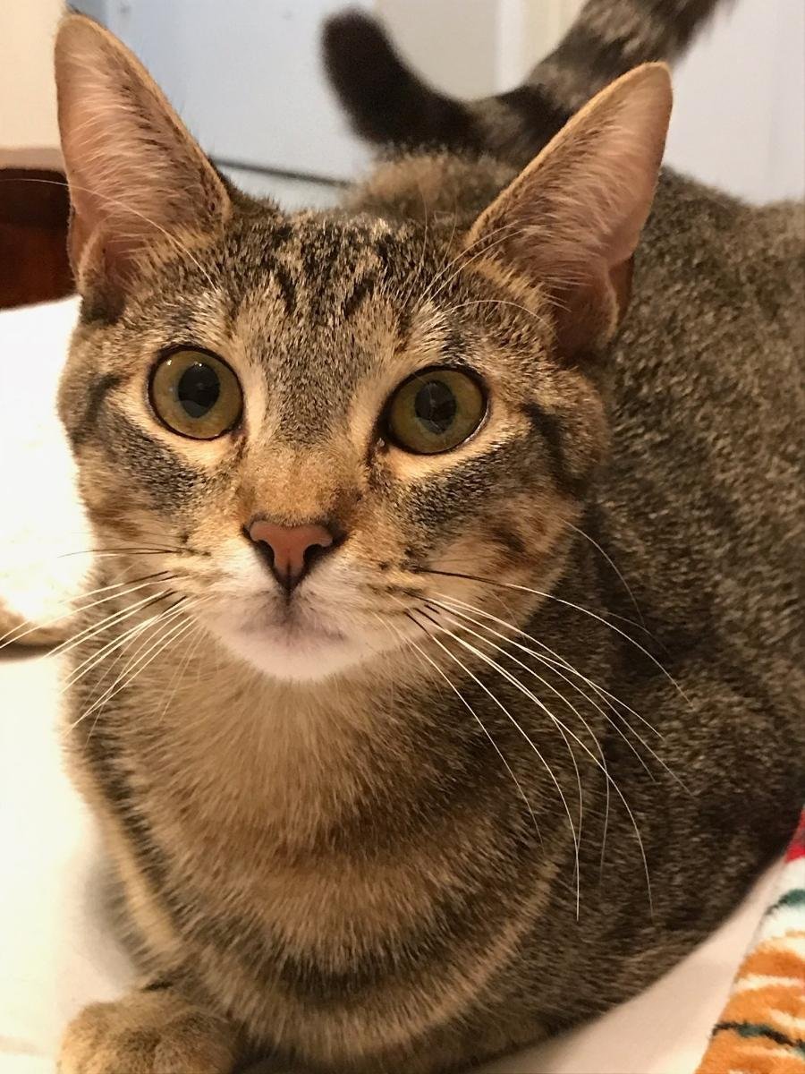 Annie V., an adoptable Tabby in Plano, TX, 75026 | Photo Image 1