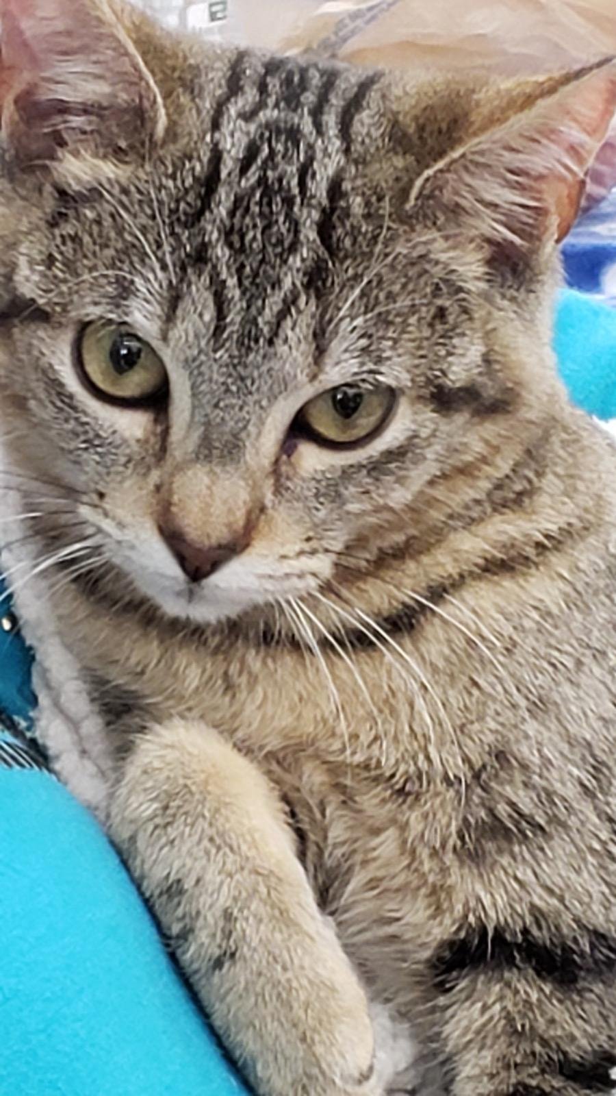 Annie V., an adoptable Tabby in Plano, TX, 75026 | Photo Image 3