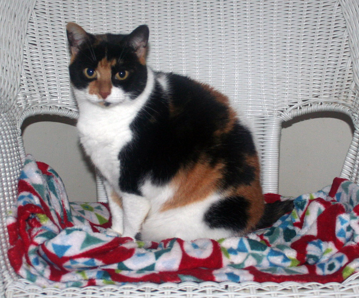 Cassandra -stub tail, an adoptable Domestic Short Hair in Mansfield, OH_image-2