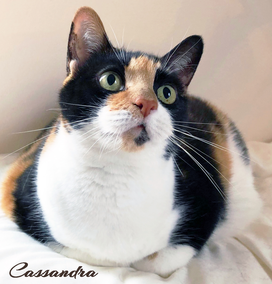 Cassandra -stub tail, an adoptable Domestic Short Hair in Mansfield, OH, 44907 | Photo Image 1