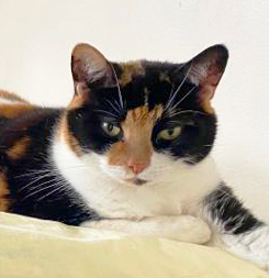 Cassandra -stub tail, an adoptable Domestic Short Hair in Mansfield, OH, 44907 | Photo Image 3