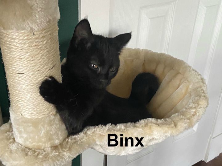 Binx 3