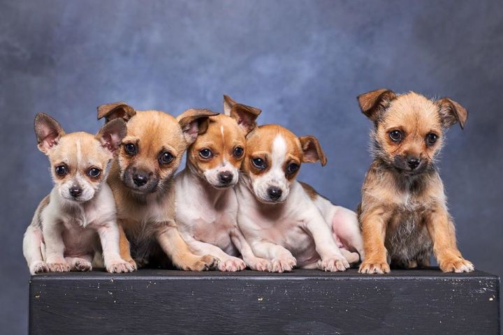 Chihuahua puppies 1