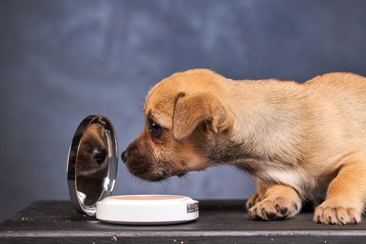 Chihuahua puppies 3