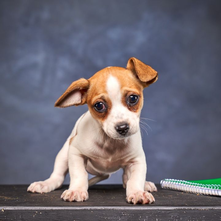 Chihuahua puppies 5