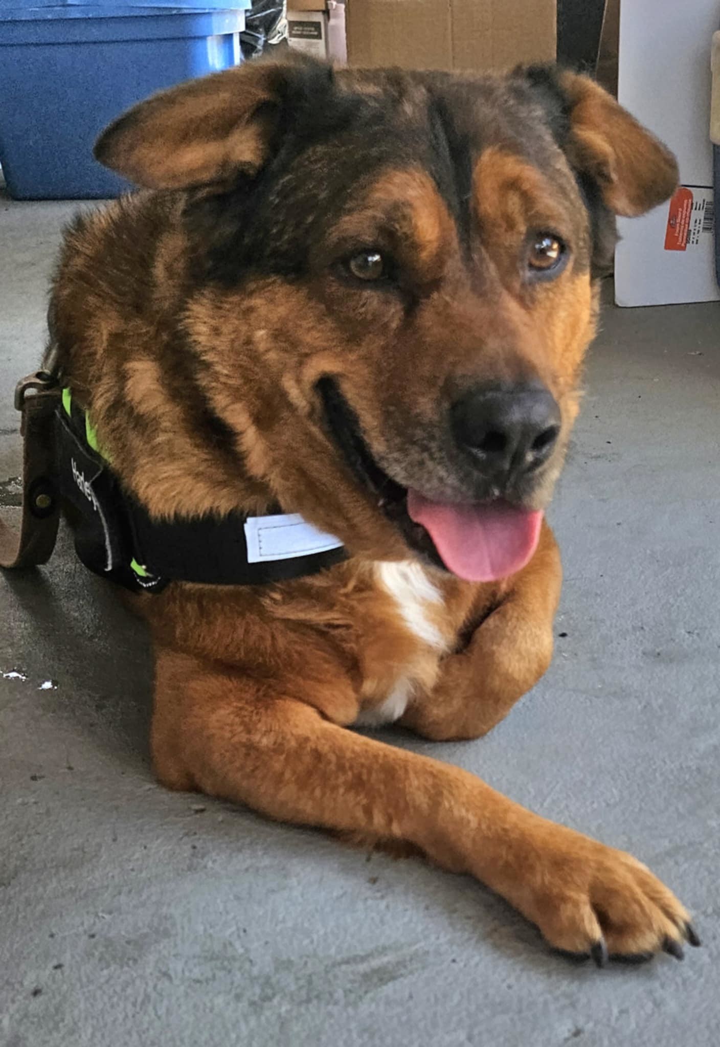 Admiral, an adoptable American Staffordshire Terrier, Chow Chow in Westminster, MD, 21158 | Photo Image 1