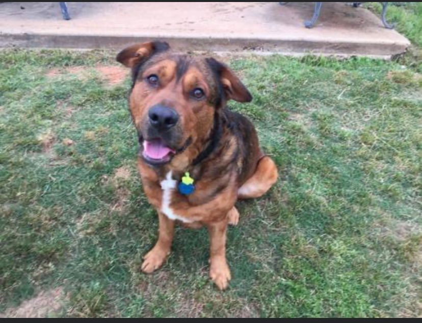 Admiral, an adoptable American Staffordshire Terrier, Chow Chow in Westminster, MD, 21158 | Photo Image 2