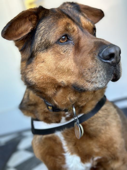 Admiral, an adoptable American Staffordshire Terrier, Chow Chow in Westminster, MD, 21158 | Photo Image 3