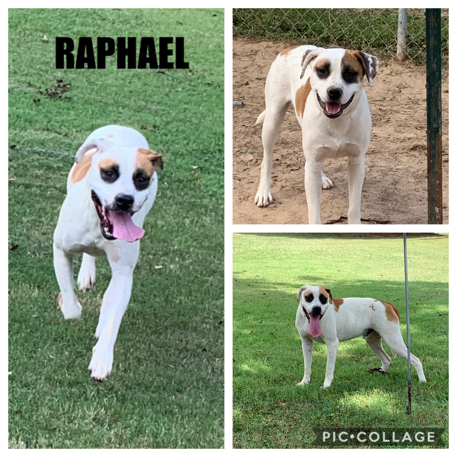 Raphael, an adoptable Boxer, Mixed Breed in Ashdown, AR, 71822 | Photo Image 1