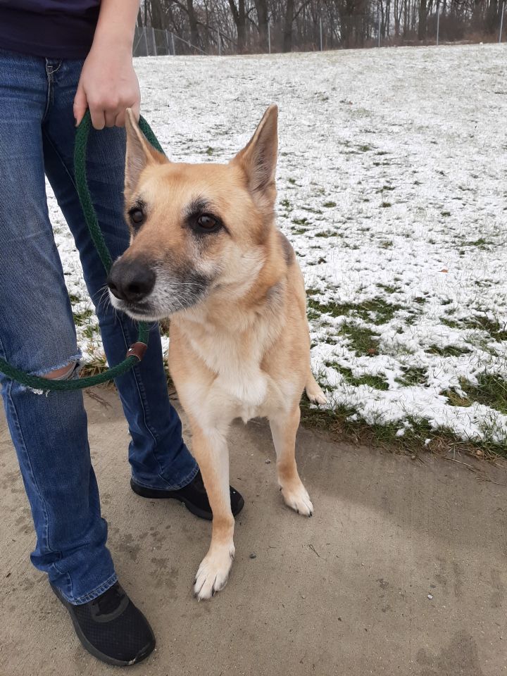 Stella, an adoptable German Shepherd Dog Mix in Lake Odessa, MI