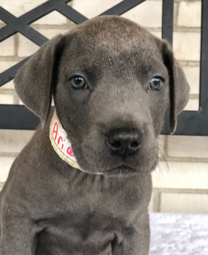 88+ Great Dane Puppies For Sale In Pa