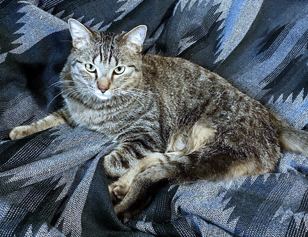 Danny, an adoptable Domestic Short Hair in White Bear Lake, MN, 55110 | Photo Image 1