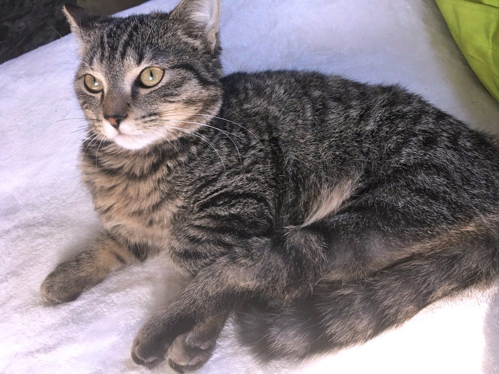 Danny, an adoptable Domestic Short Hair in White Bear Lake, MN, 55110 | Photo Image 2