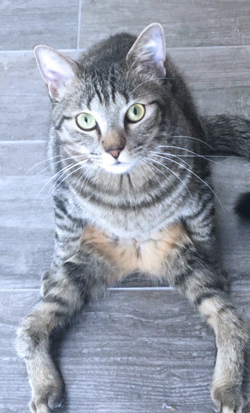 Danny, an adoptable Domestic Short Hair in White Bear Lake, MN, 55110 | Photo Image 3