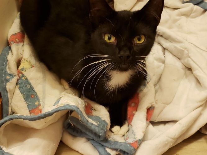 Dasher - STILL AVAILABLE!