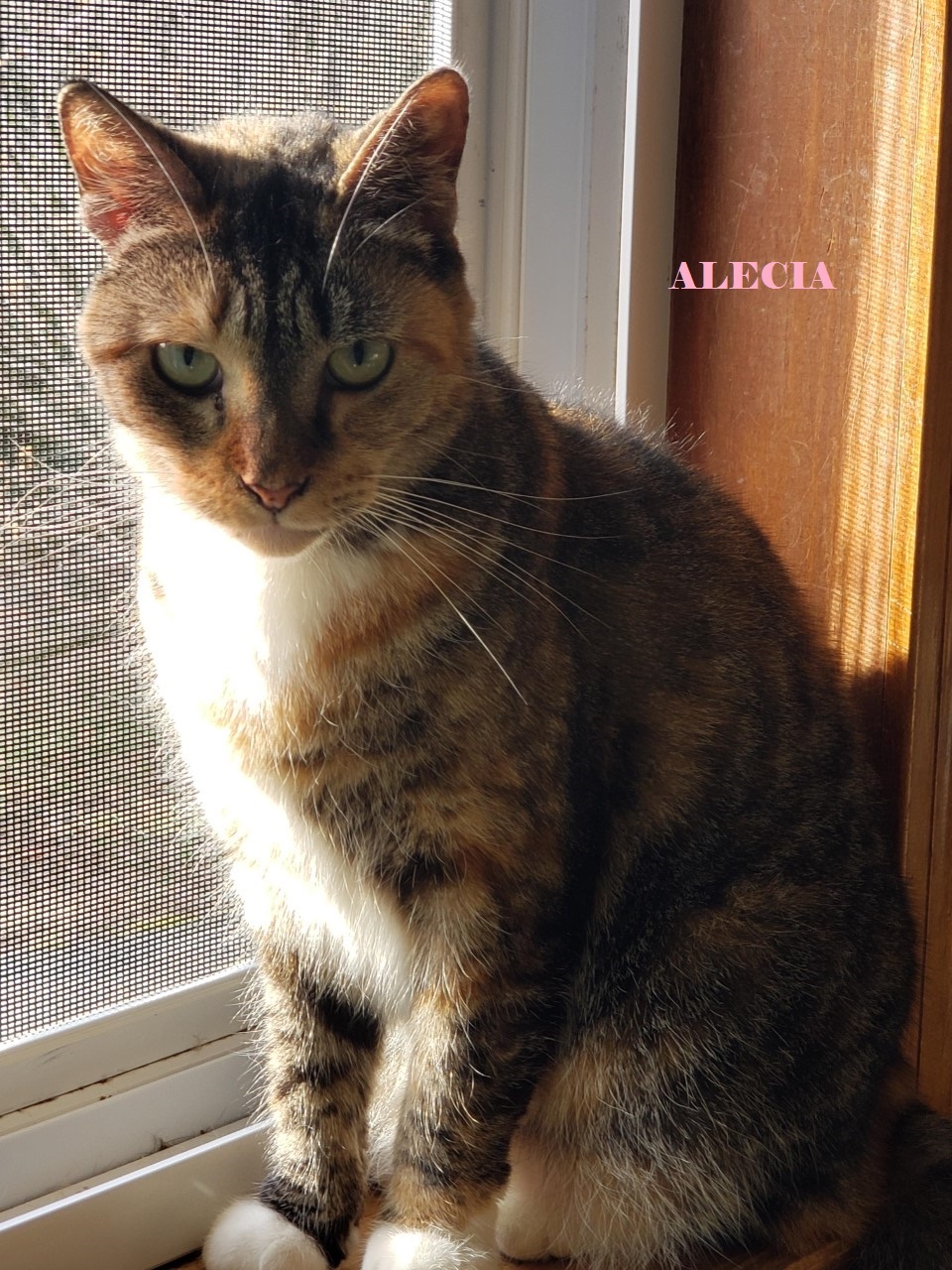 Alecia  - STILL AVAILABLE, an adoptable Torbie, Tabby in Uncasville, CT, 06382 | Photo Image 2