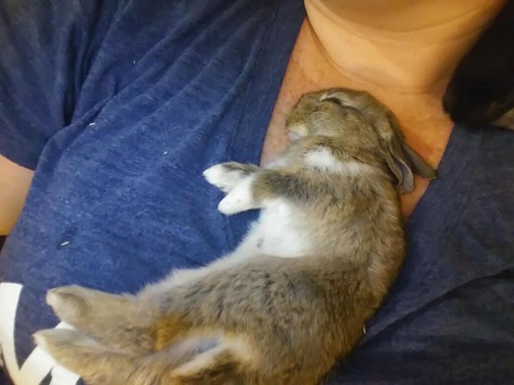 3, 3 month old bunnies 2
