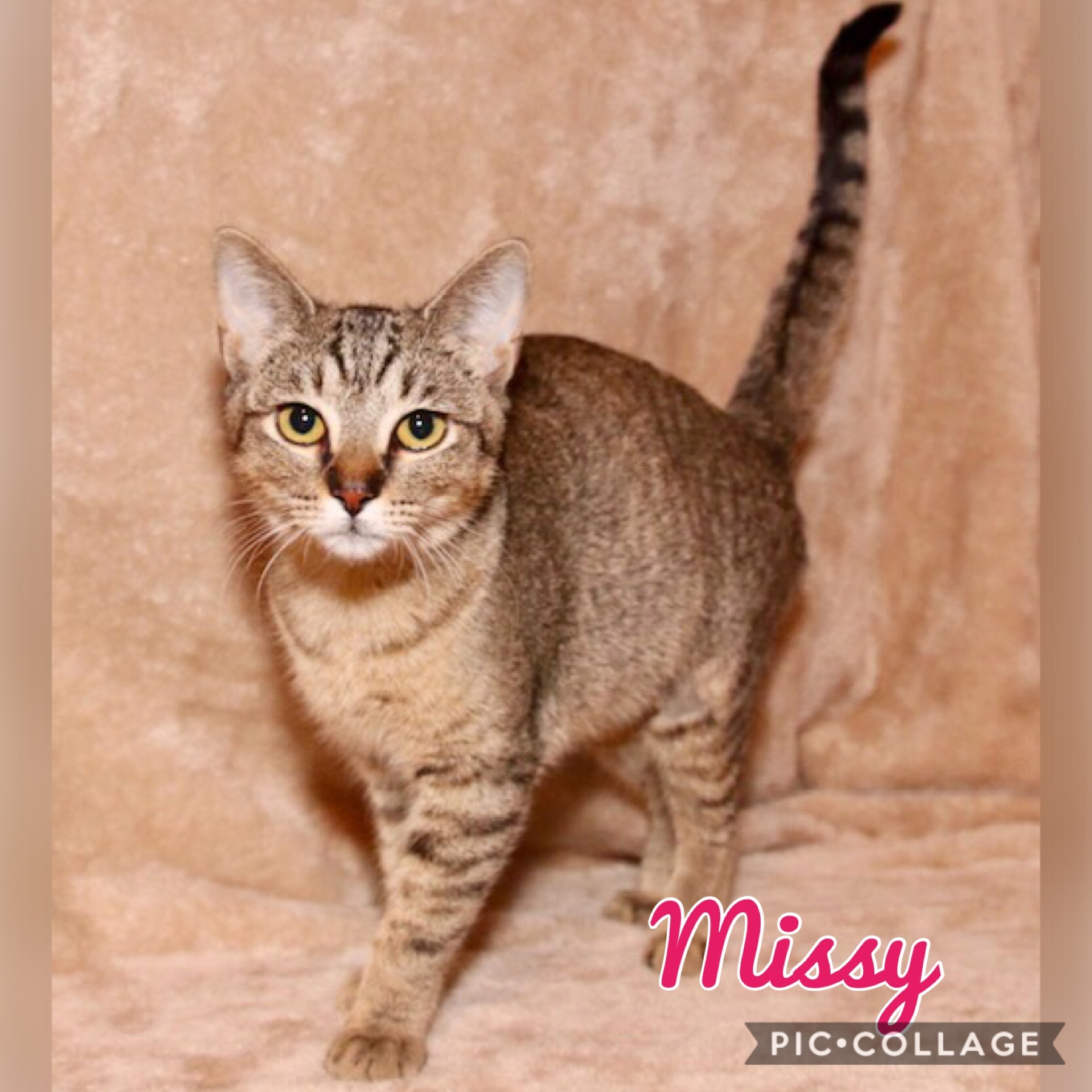 Missy, an adoptable Domestic Short Hair in Fort Worth, TX, 76121 | Photo Image 2