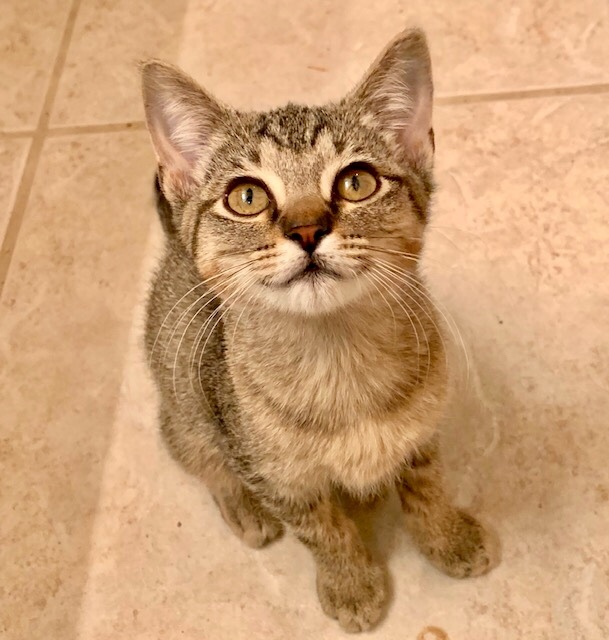 Missy, an adoptable Domestic Short Hair in Fort Worth, TX, 76121 | Photo Image 3