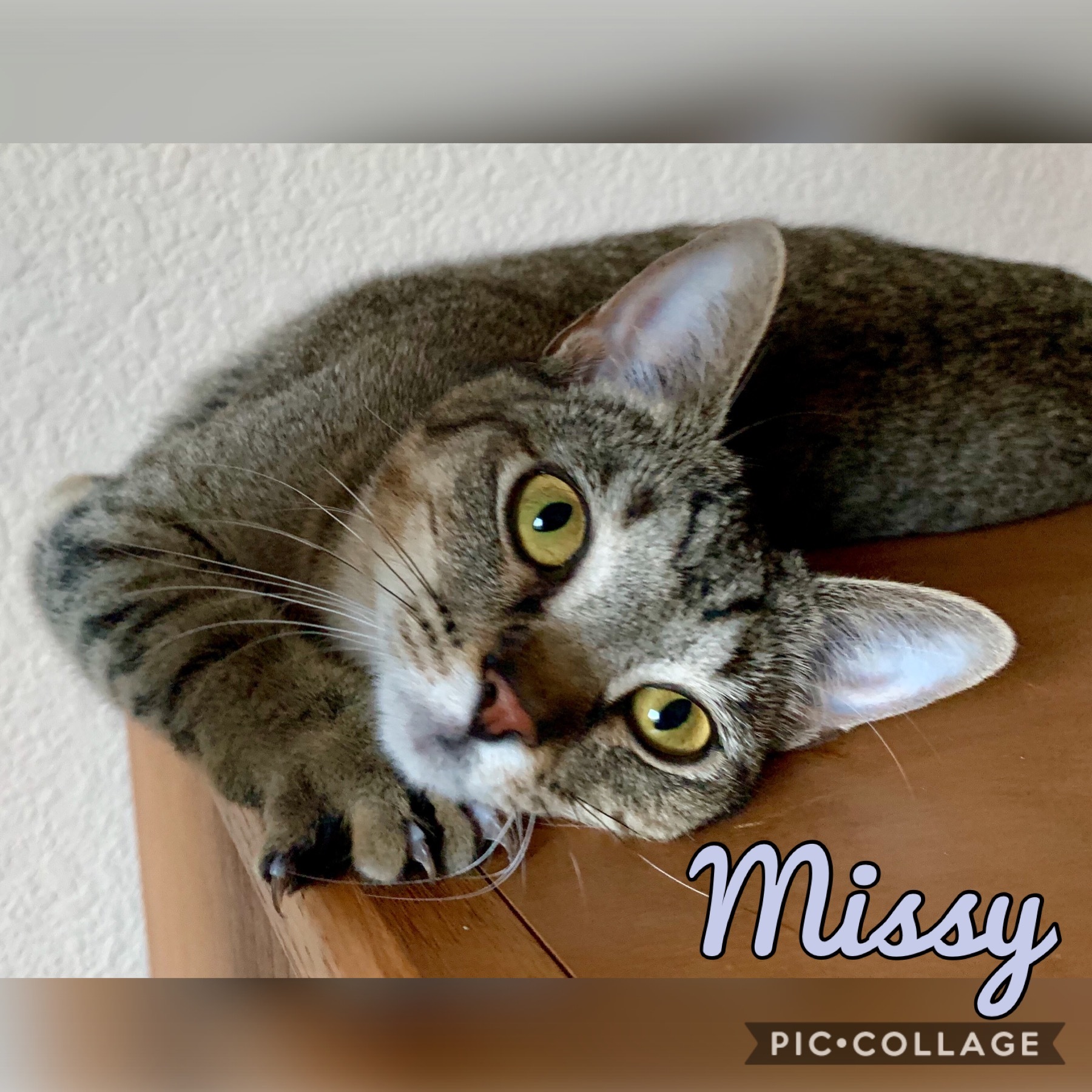 Missy, an adoptable Domestic Short Hair in Fort Worth, TX, 76121 | Photo Image 1