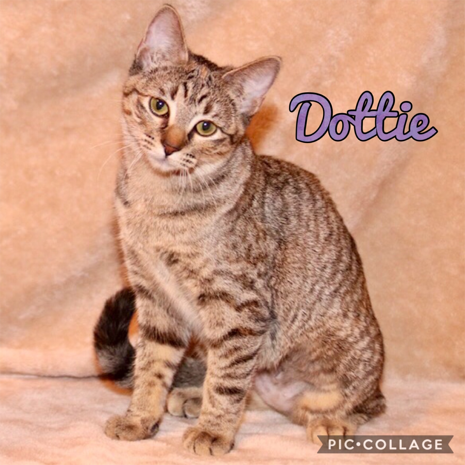 Dottie, an adoptable Domestic Short Hair in Fort Worth, TX, 76121 | Photo Image 2