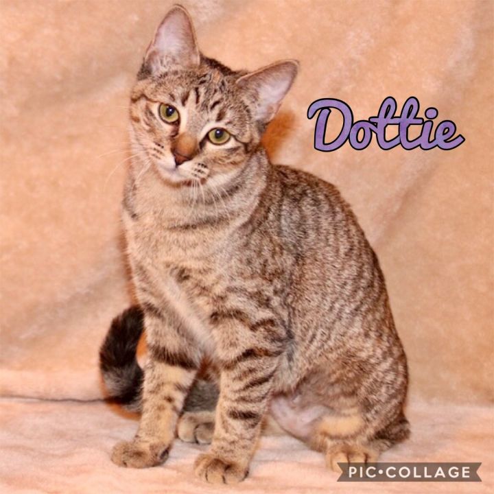 Dottie, an adoptable Domestic Short Hair in Fort Worth, TX_image-2