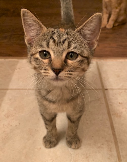 Dottie, an adoptable Domestic Short Hair in Fort Worth, TX, 76121 | Photo Image 3