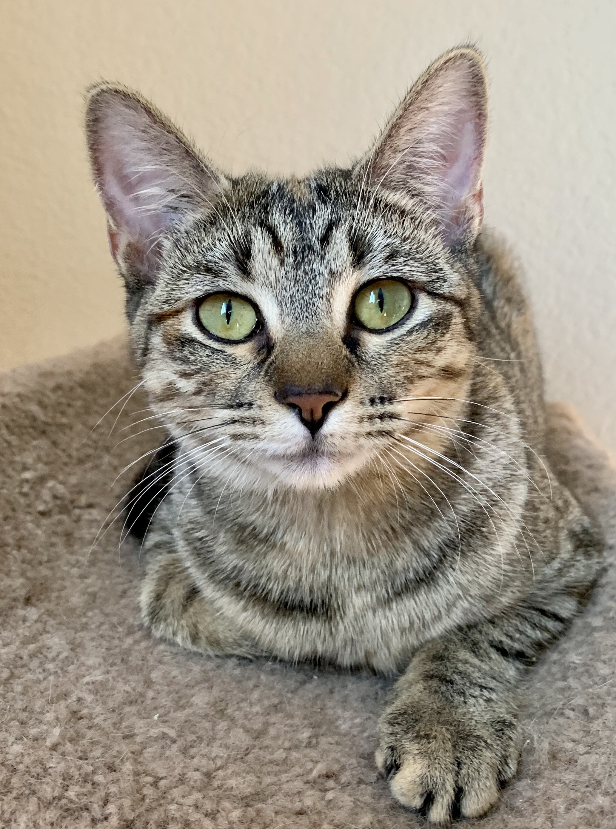 Dottie, an adoptable Domestic Short Hair in Fort Worth, TX, 76121 | Photo Image 1
