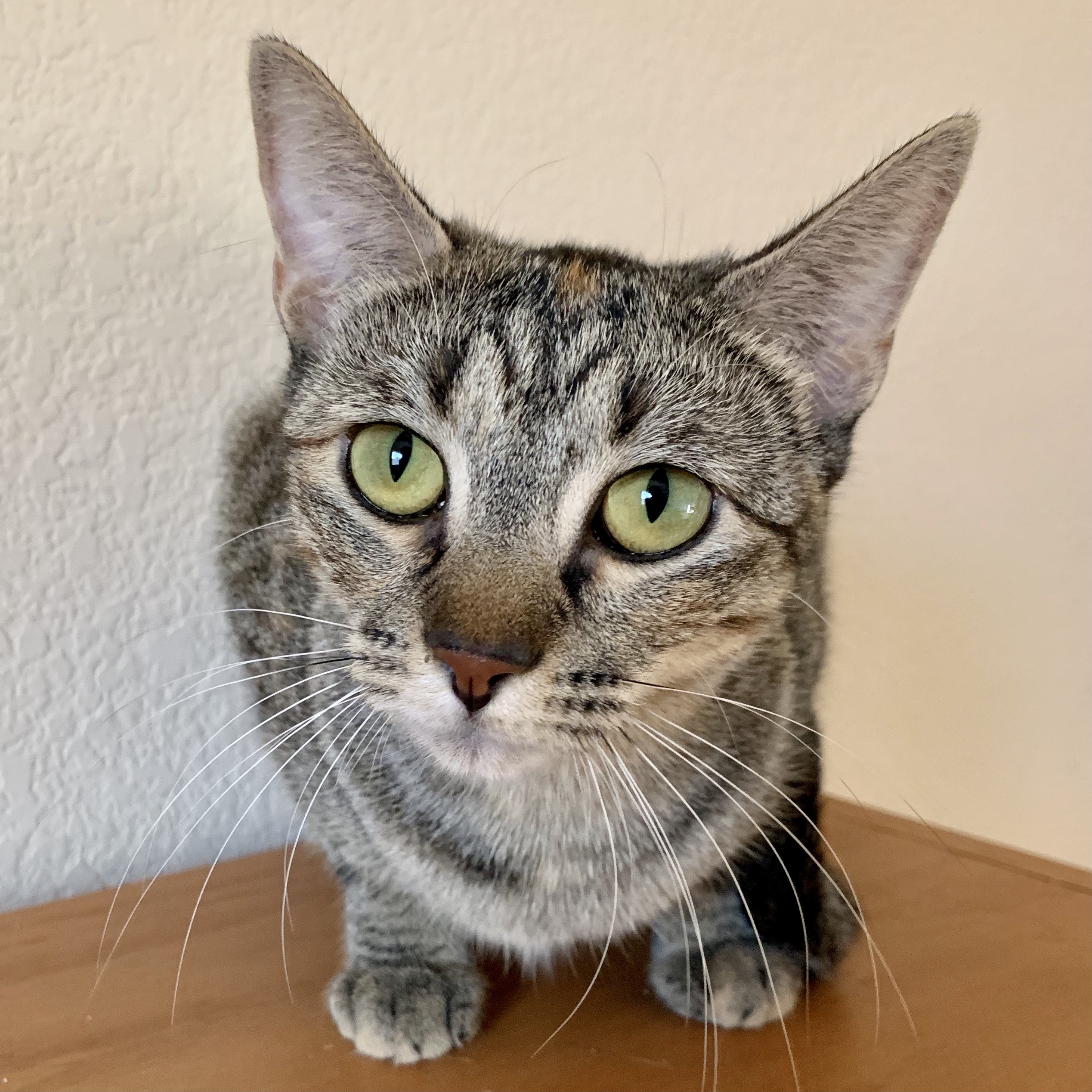 Dottie, an adoptable Domestic Short Hair in Fort Worth, TX, 76121 | Photo Image 4