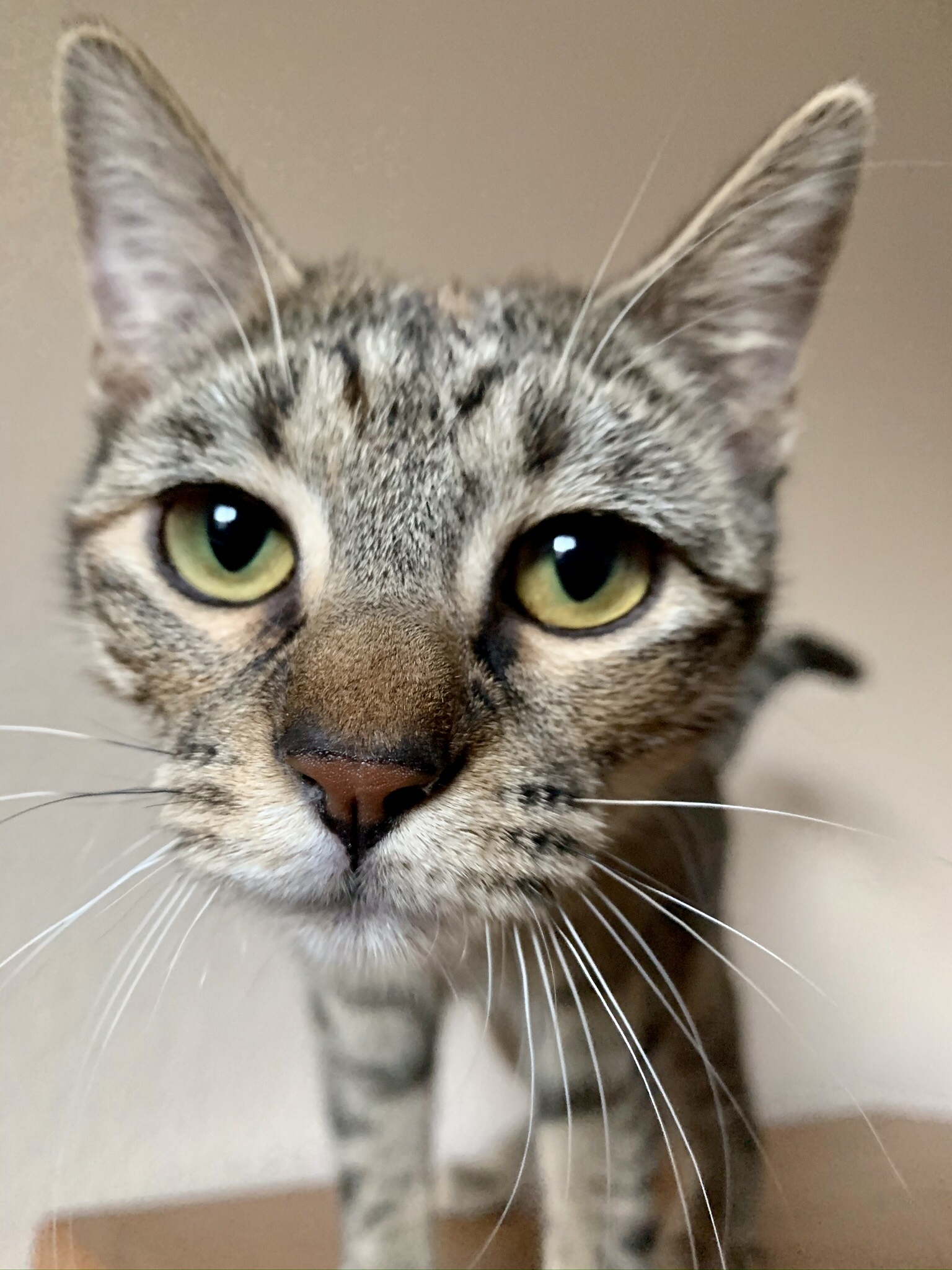 Dottie, an adoptable Domestic Short Hair in Fort Worth, TX, 76121 | Photo Image 5