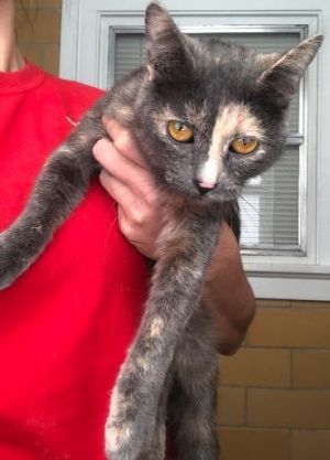 Chelsea, adoptable Cat, Young Female Dilute Calico