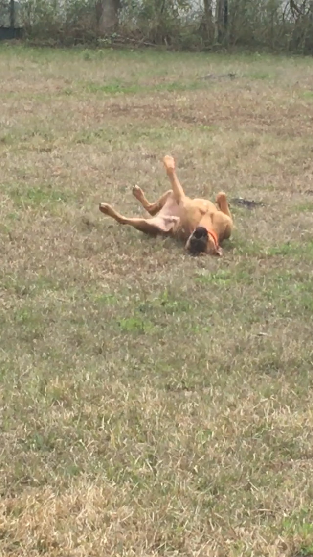 kai, an adoptable Boxer, Labrador Retriever in Jacksonville, FL, 32234 | Photo Image 2