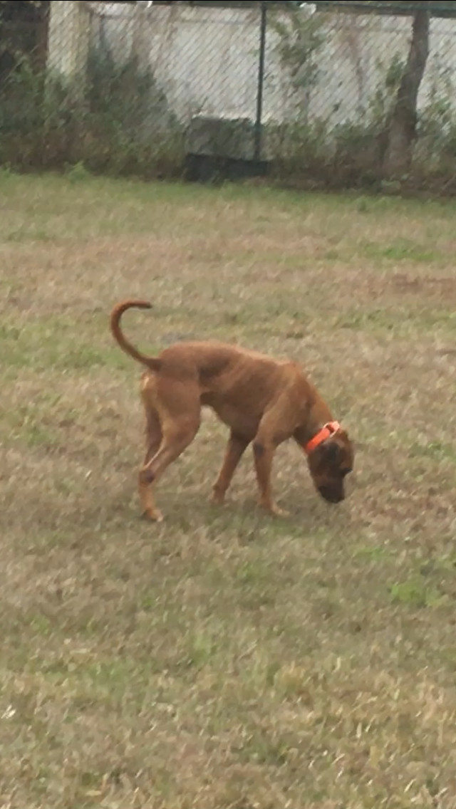 kai, an adoptable Boxer, Labrador Retriever in Jacksonville, FL, 32234 | Photo Image 3