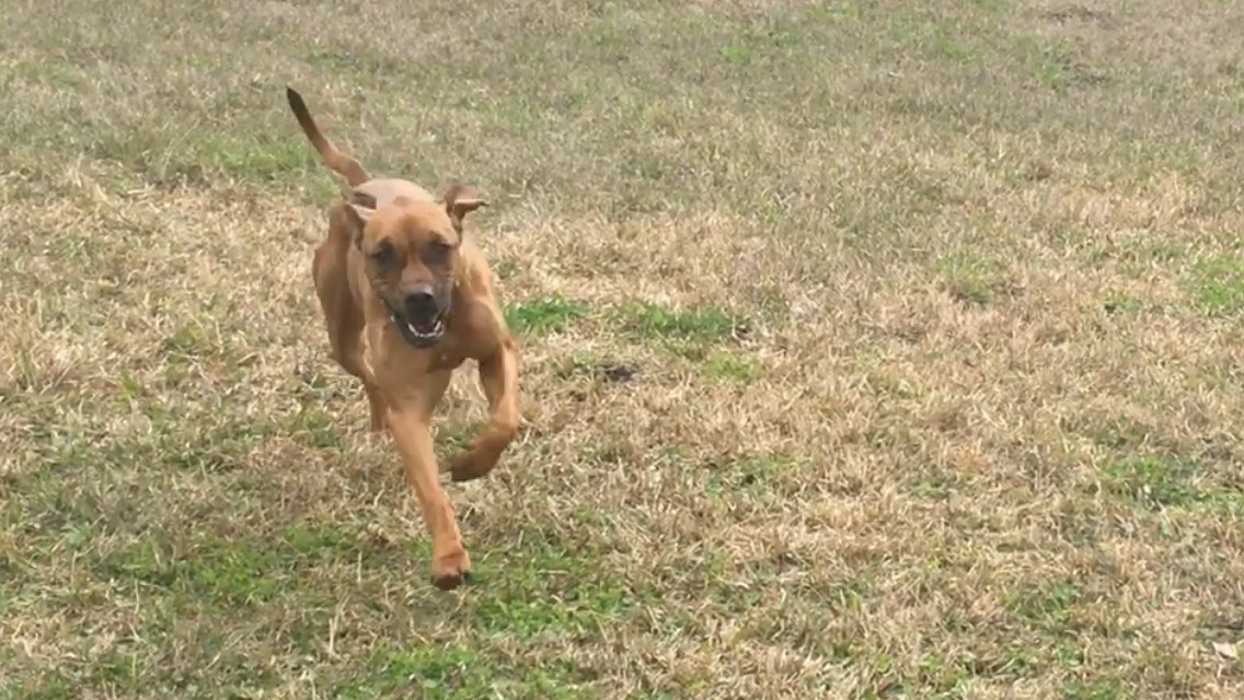 kai, an adoptable Boxer, Labrador Retriever in Jacksonville, FL, 32234 | Photo Image 4