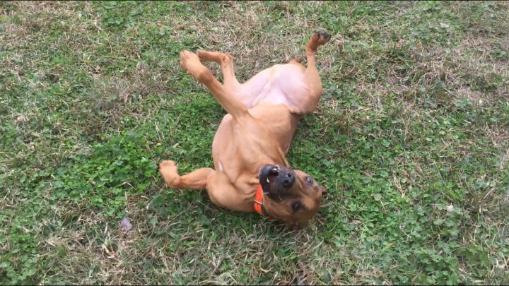 kai, an adoptable Boxer & Labrador Retriever Mix in Jacksonville, FL_image-1