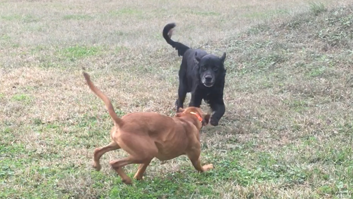 kai, an adoptable Boxer, Labrador Retriever in Jacksonville, FL, 32234 | Photo Image 5