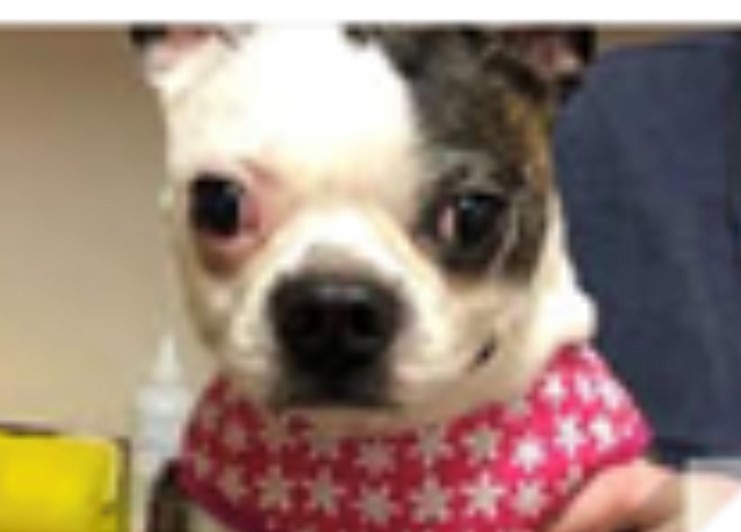 **DONATIONS**, an adoptable Boston Terrier in Edmonds, WA, 98026 | Photo Image 3