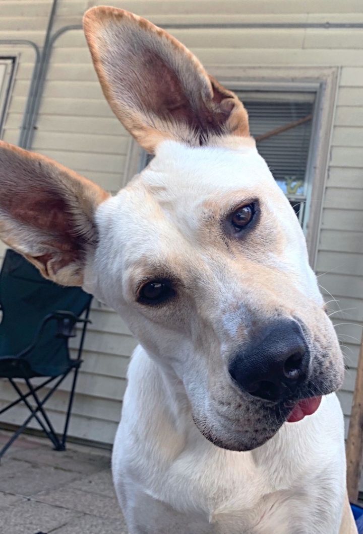 Leo - Mary, an adoptable Carolina Dog Mix in Kalamazoo, MI_image-1
