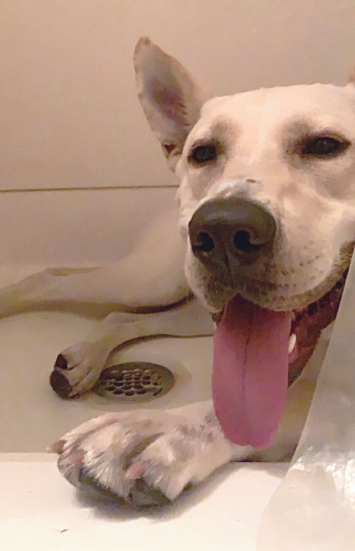Leo - Mary, an adoptable Carolina Dog Mix in Kalamazoo, MI_image-3