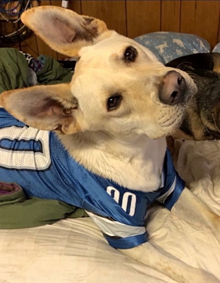 Leo - Mary, an adoptable Carolina Dog Mix in Kalamazoo, MI_image-4