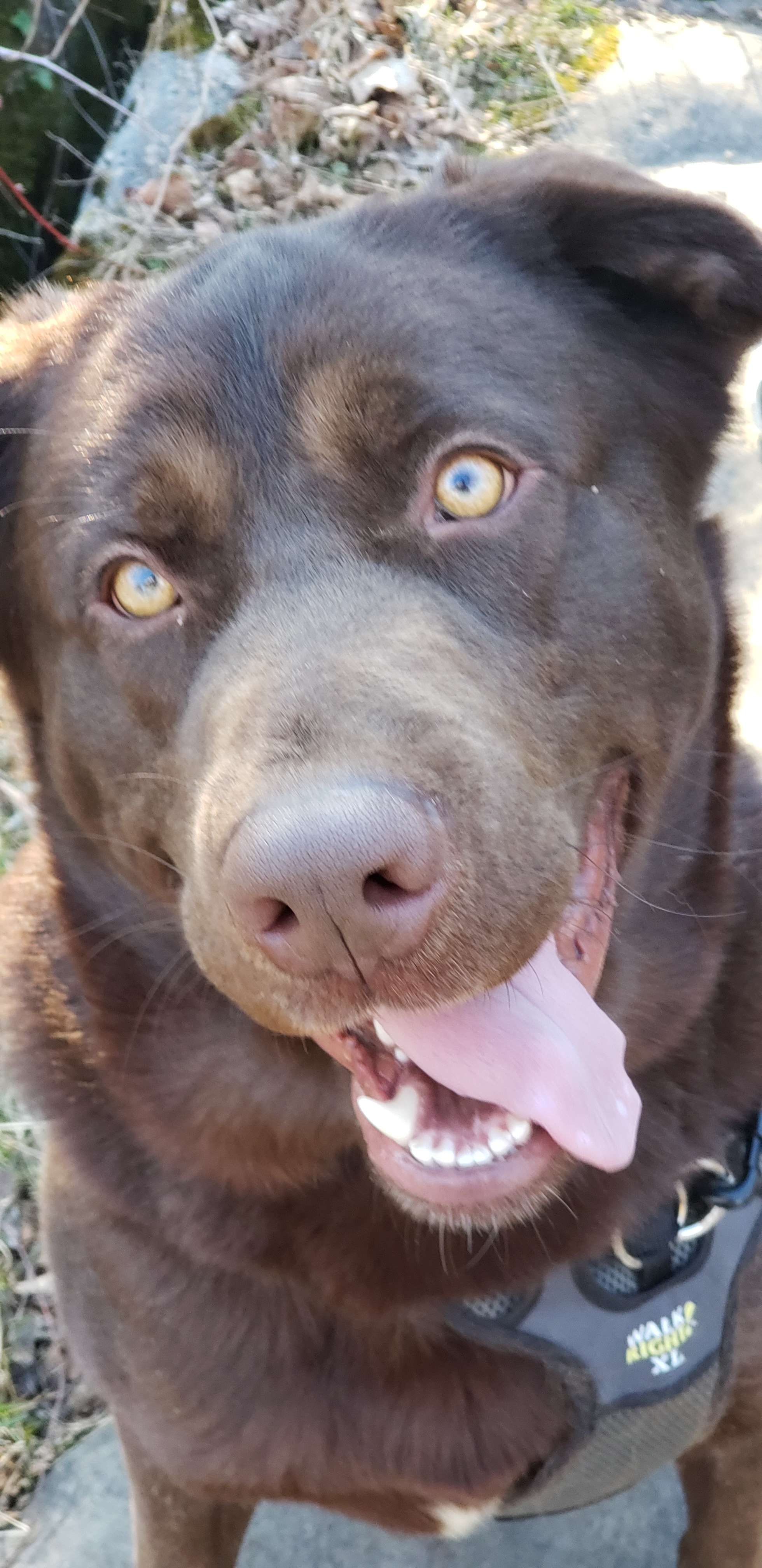 Dog For Adoption Wrigley A Labrador Retriever Newfoundland Dog Mix In Clay Ny Petfinder