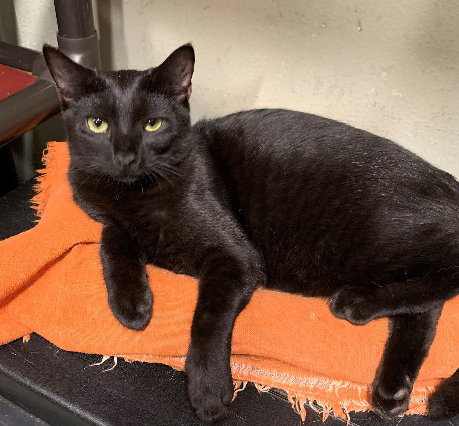 Kato, an adoptable Domestic Short Hair in Land O Lakes, FL, 34639 | Photo Image 1