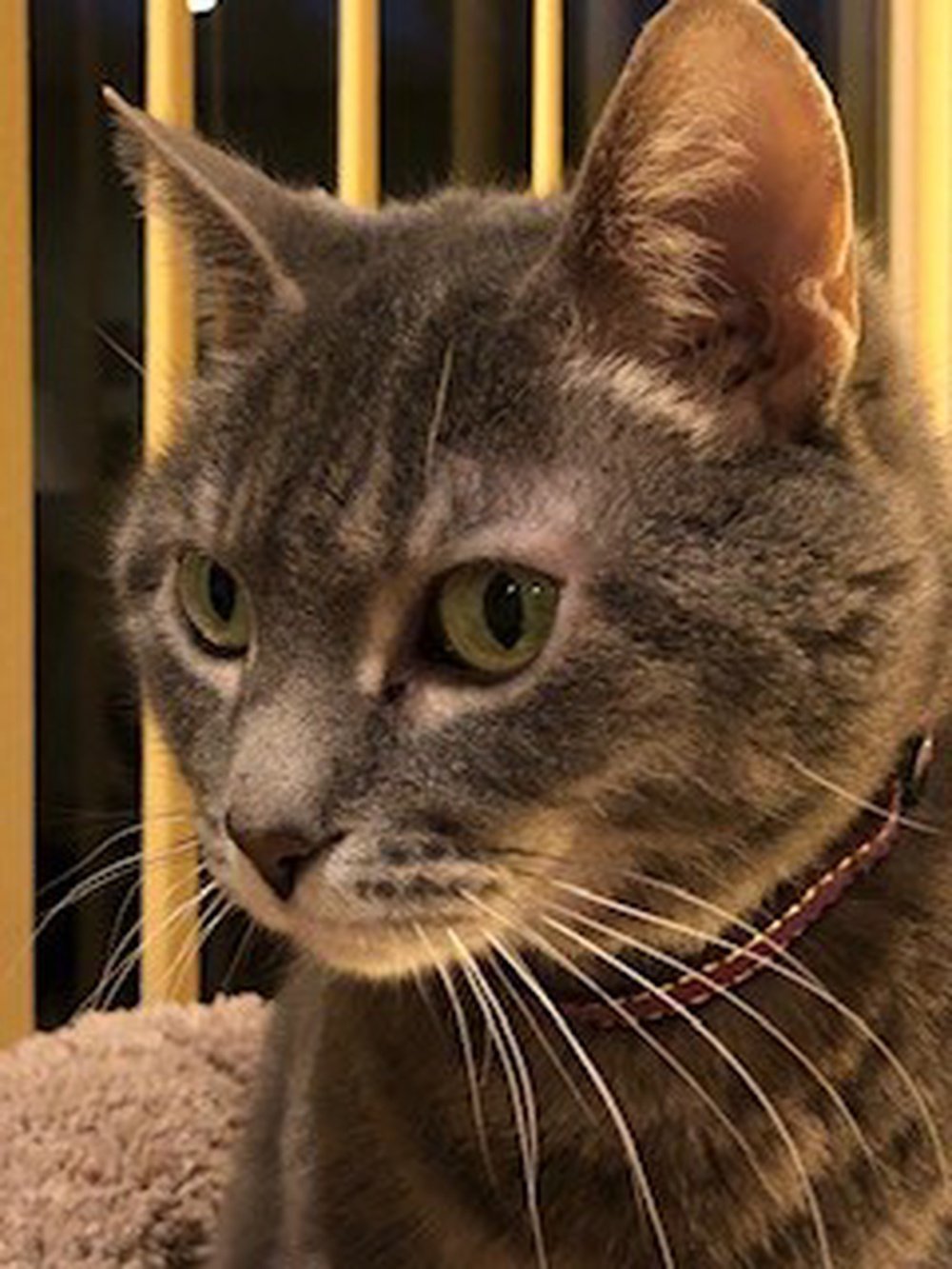 Frannie, an adoptable Domestic Short Hair, Tabby in South Saint Paul, MN, 55076 | Photo Image 1