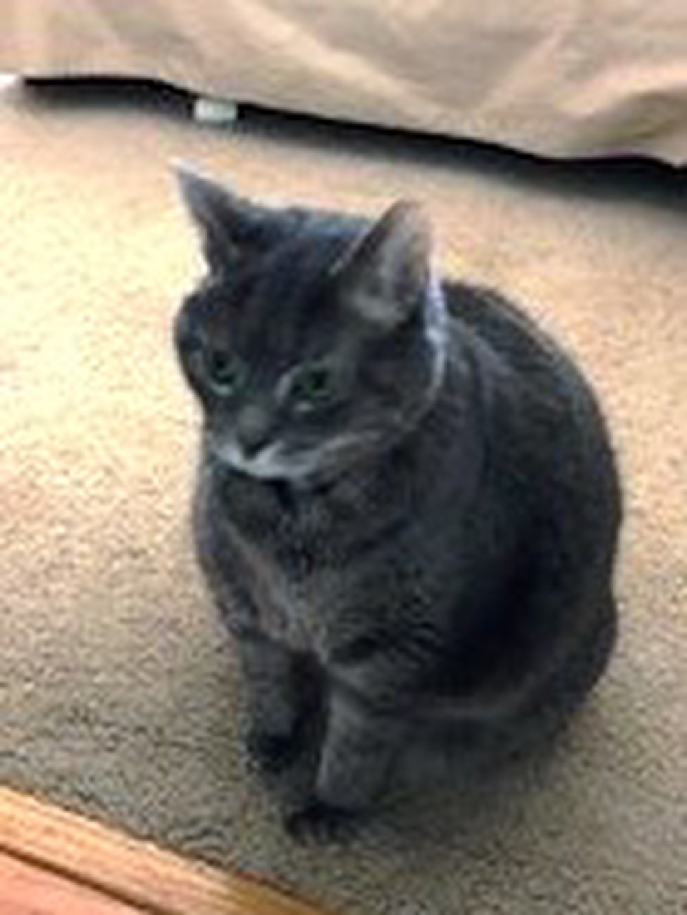 Frannie, an adoptable Domestic Short Hair, Tabby in South Saint Paul, MN, 55076 | Photo Image 2