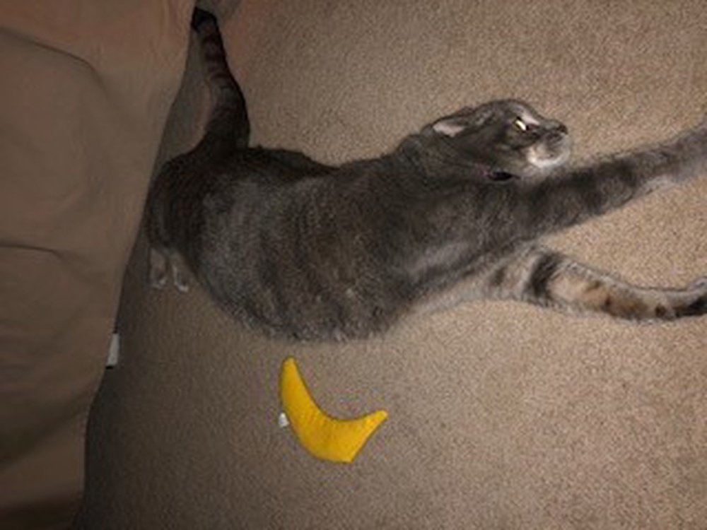 Frannie, an adoptable Domestic Short Hair, Tabby in South Saint Paul, MN, 55076 | Photo Image 3