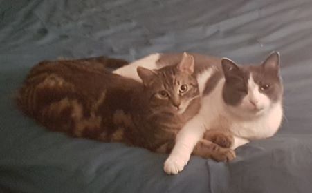 Scooby (doo) & Max, an adopted Domestic Short Hair in Montreal, QC_image-5